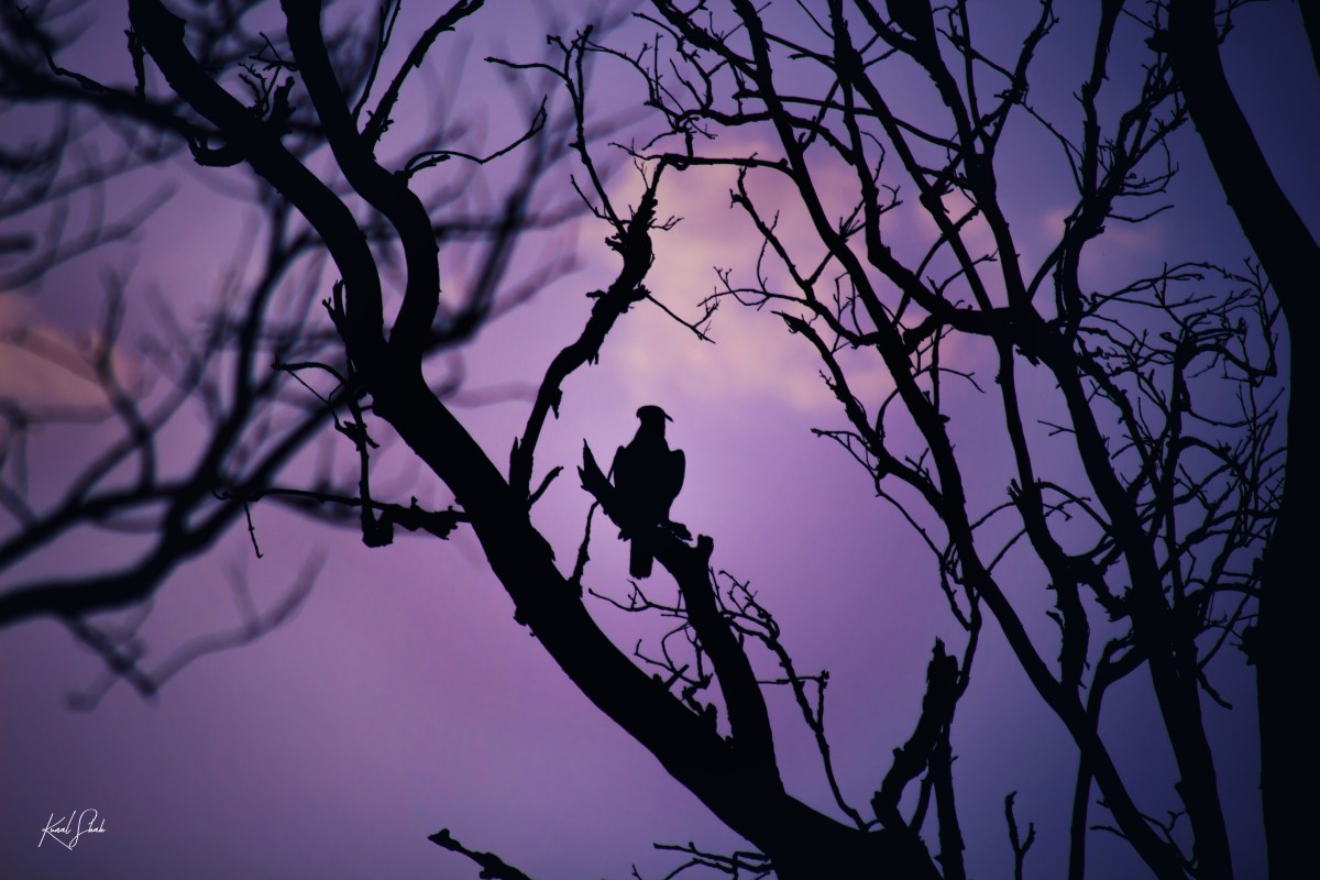 Call of The&nbsp;Wild