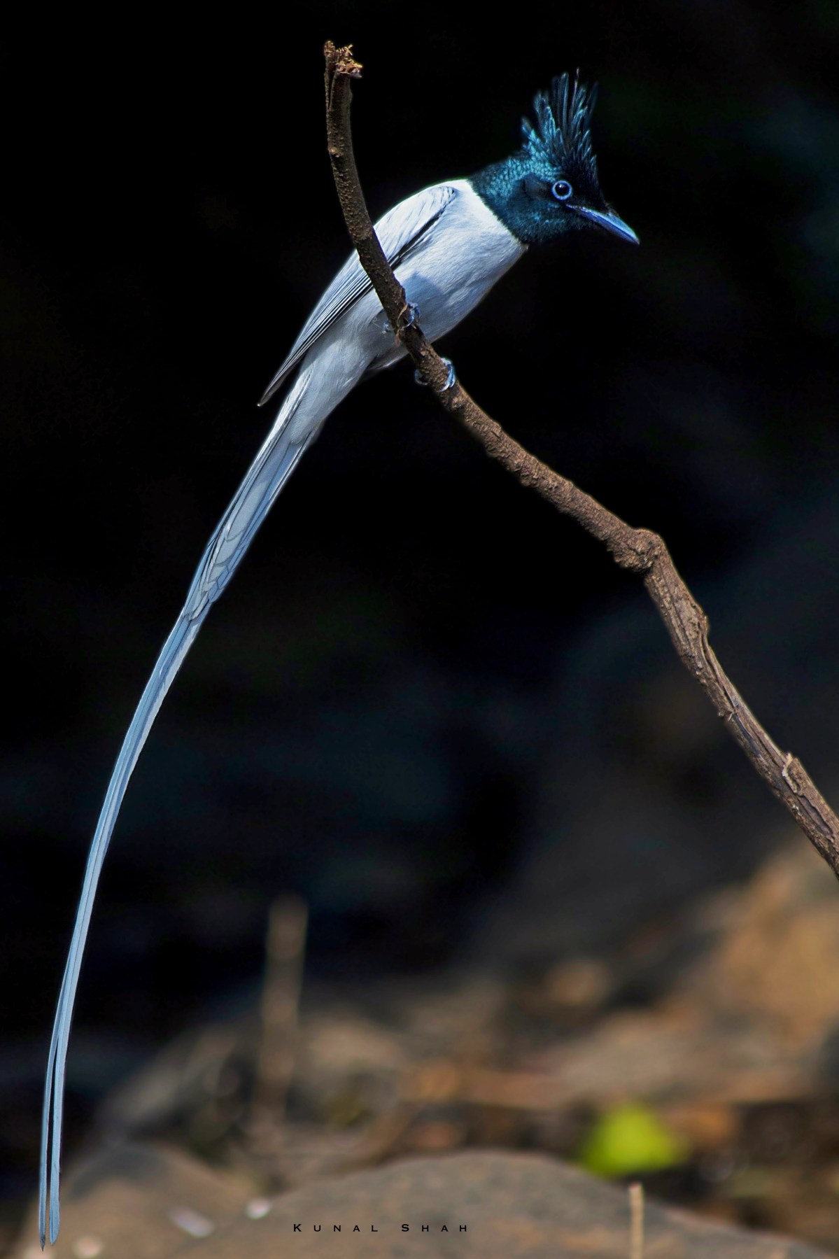 Birding in The Valley: Part&nbsp;1