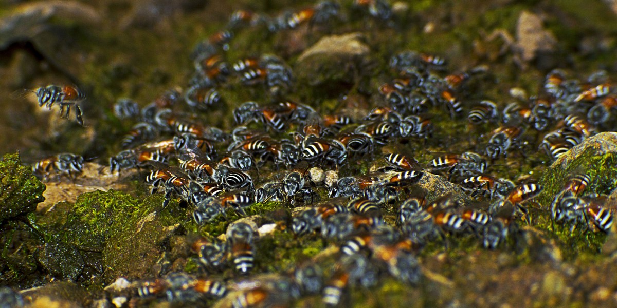 Birding in The Valley: Part&nbsp;2