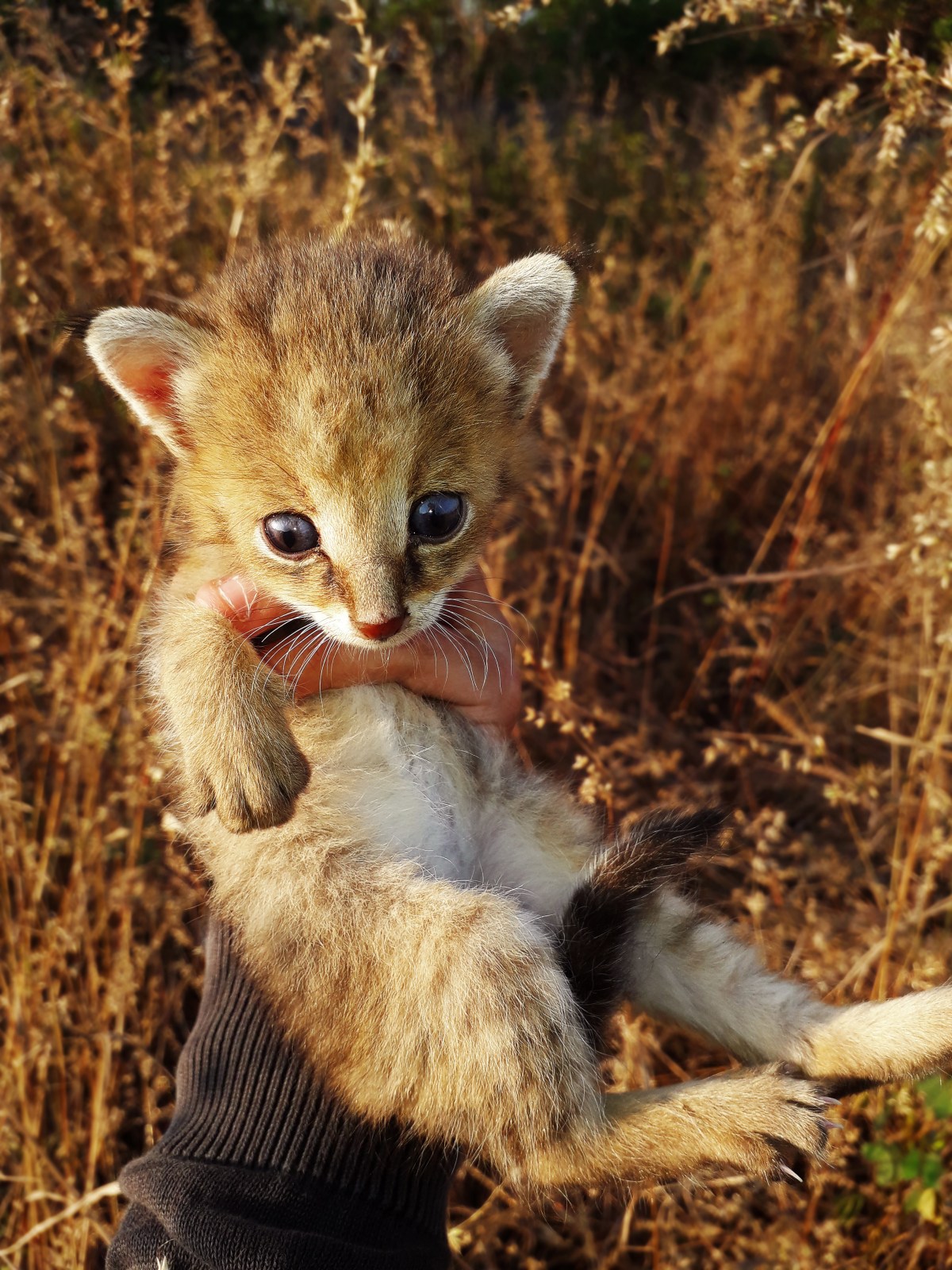 Not an Ordinary&nbsp;Kitten