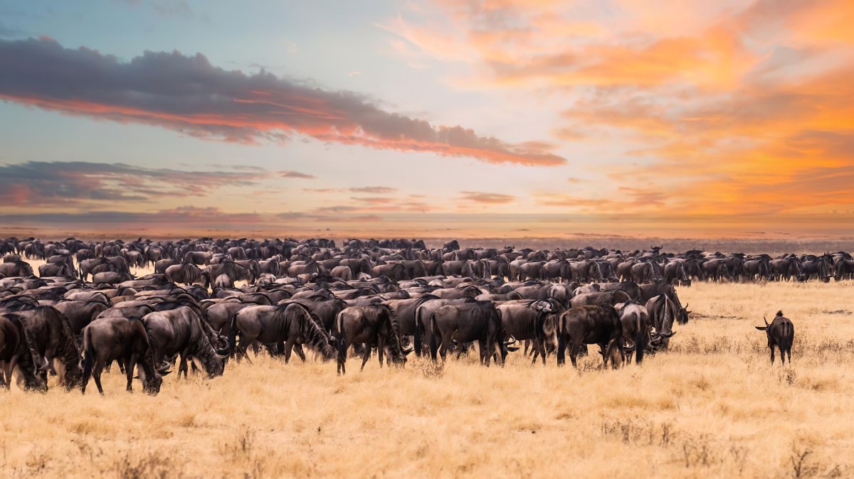 Savannahs, in India?